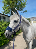Charger l'image dans la galerie, Licol nylon bleu