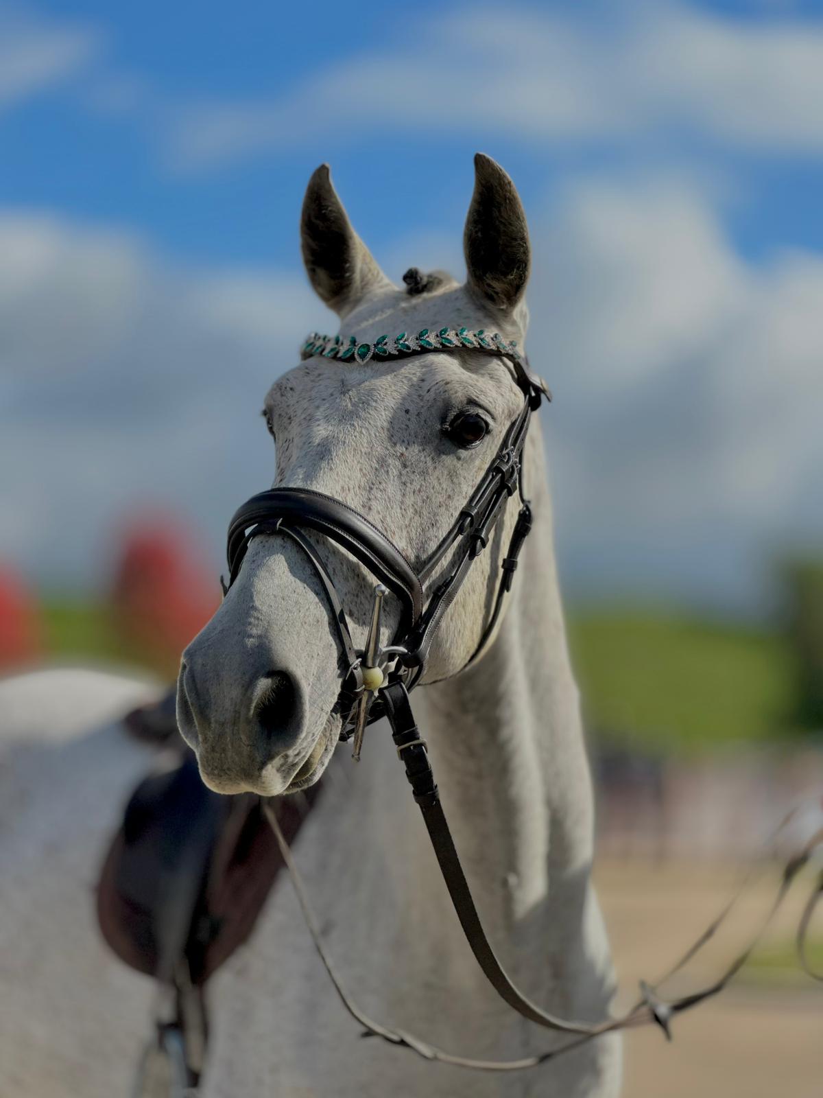 Comment bien régler un filet sur son cheval ? (Guide complet) - equipassion-boutique