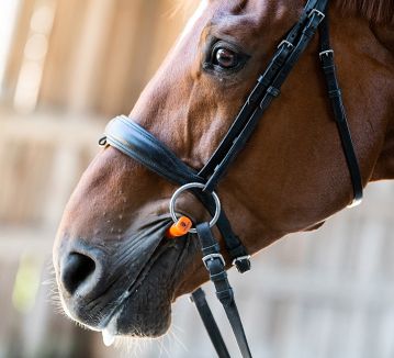 Comment savoir si le filet de son cheval est bien adapté ? - equipassion-boutique