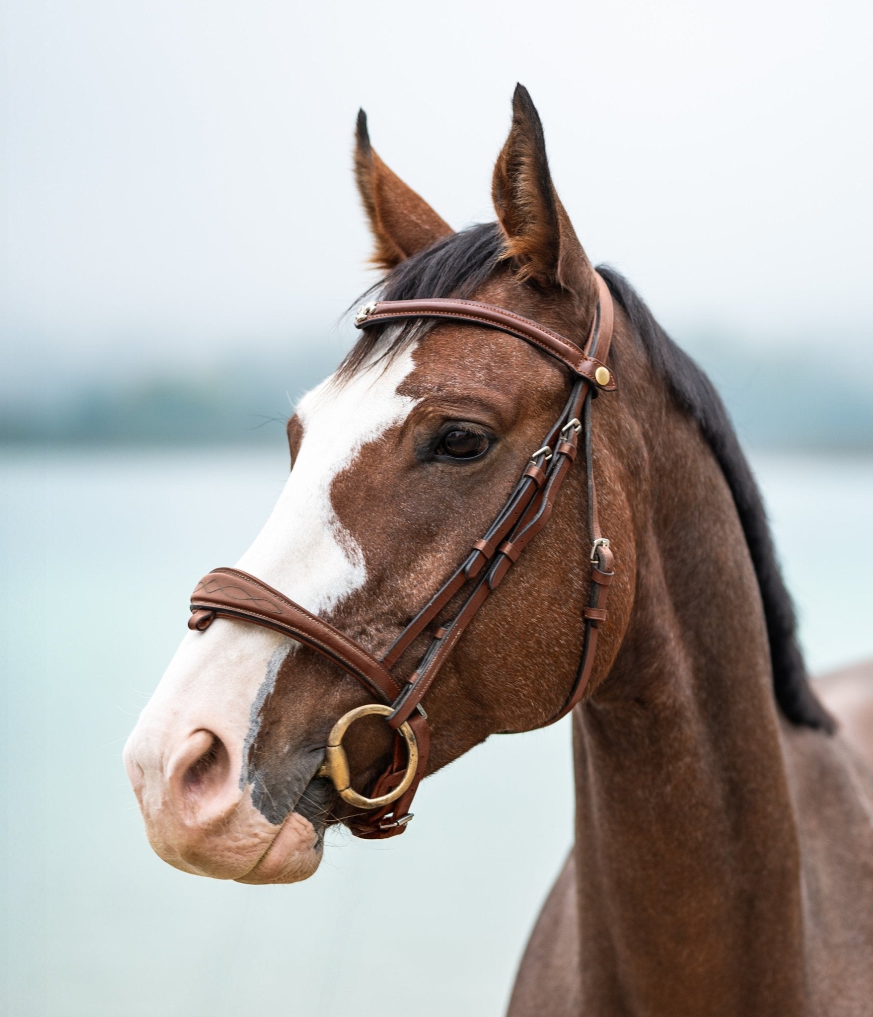 Filet anatomique : confort, précision et performance pour votre cheval - equipassion-boutique