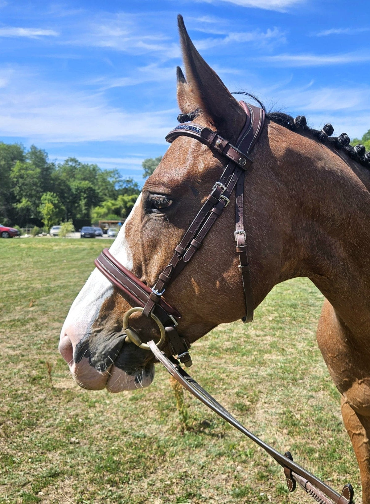 Filet anatomique ou filet classique : quelles différences pour votre cheval ? - equipassion-boutique
