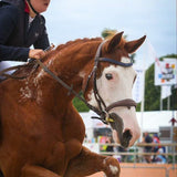 Filet dressage vs CSO : quelle différence ? - equipassion-boutique