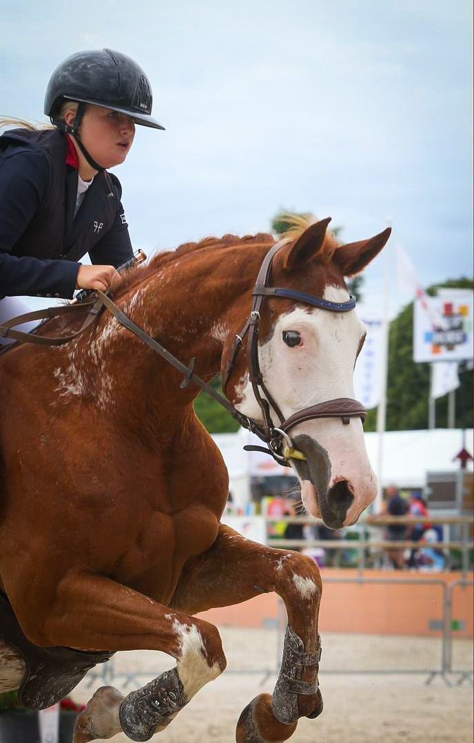 Filet dressage vs CSO : quelle différence ? - equipassion-boutique
