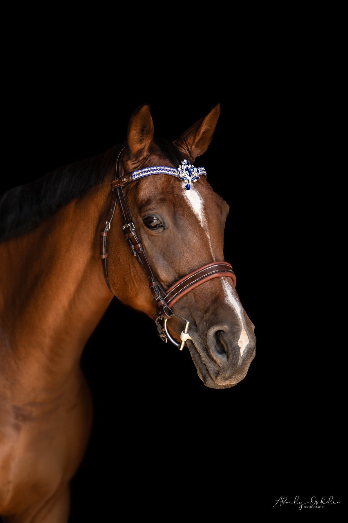 Nouveaux frontaux Equipassion : quel frontal à cristaux choisir pour son cheval ?