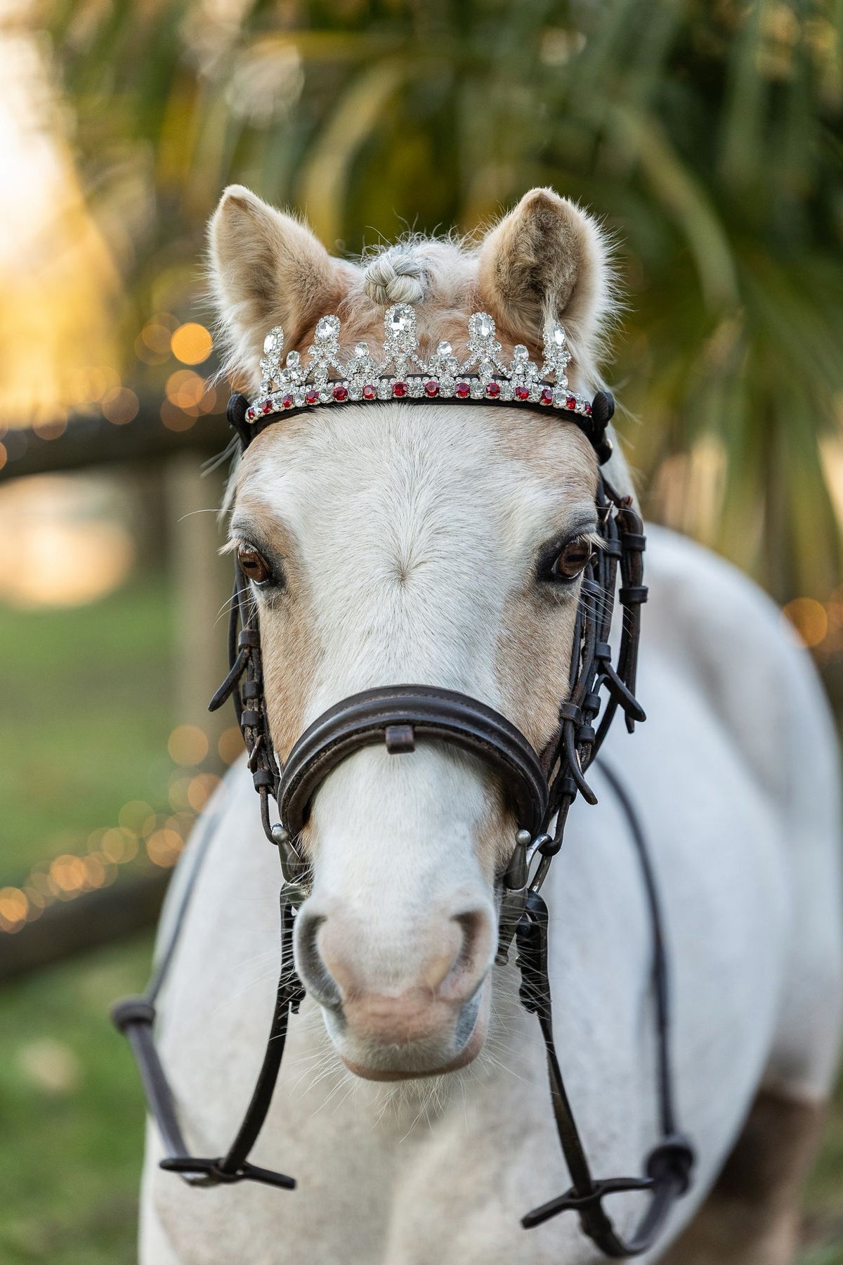 Frontal droit, en V ou incurvé : quelle forme choisir pour son cheval ? - equipassion-boutique