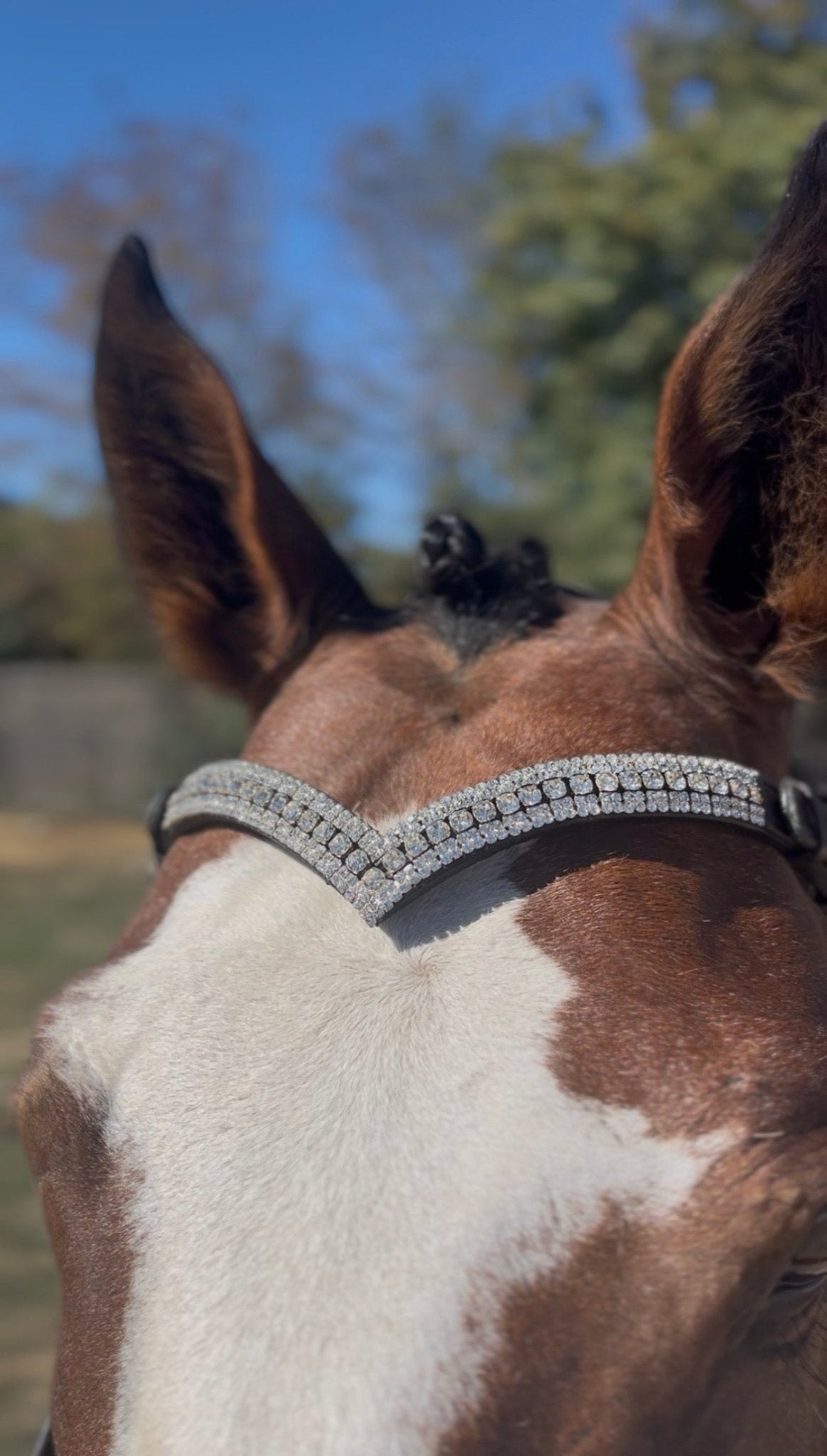 Les différentes parties d’un filet de cheval : guide complet pour comprendre la briderie - equipassion-boutique
