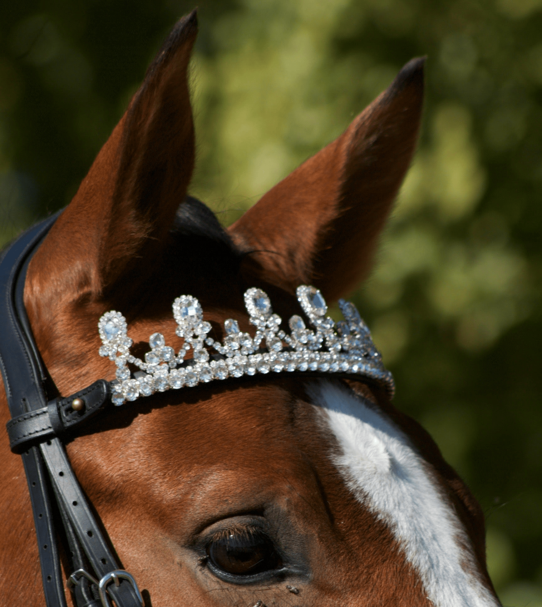 Les différents styles de frontaux d'équitation - Vous allez adorer ! - equipassion-boutique