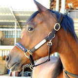 Licol en cuir : Comment reconnaître un cuir de qualité pour votre cheval ? - equipassion-boutique