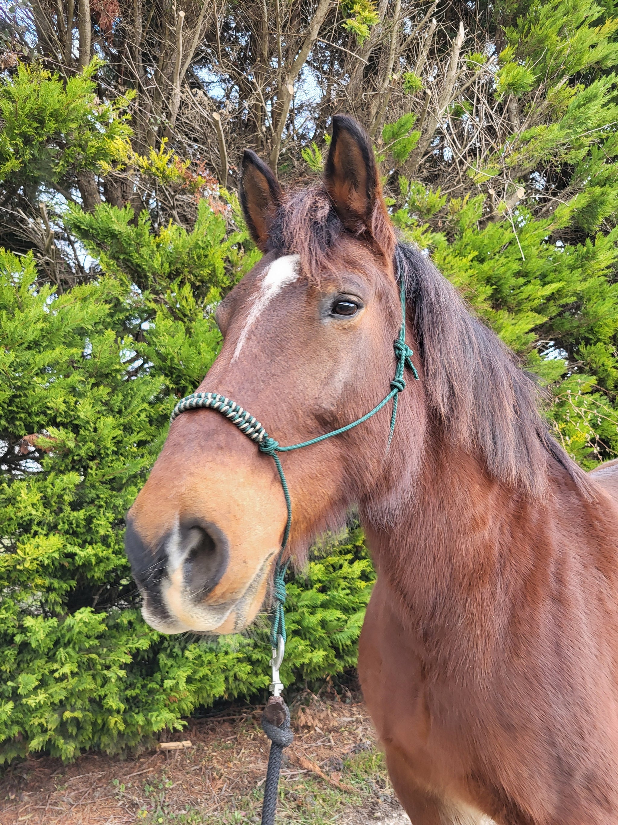 Pourquoi un licol éthologique est-il un choix idéal pour votre cheval ? - equipassion-boutique