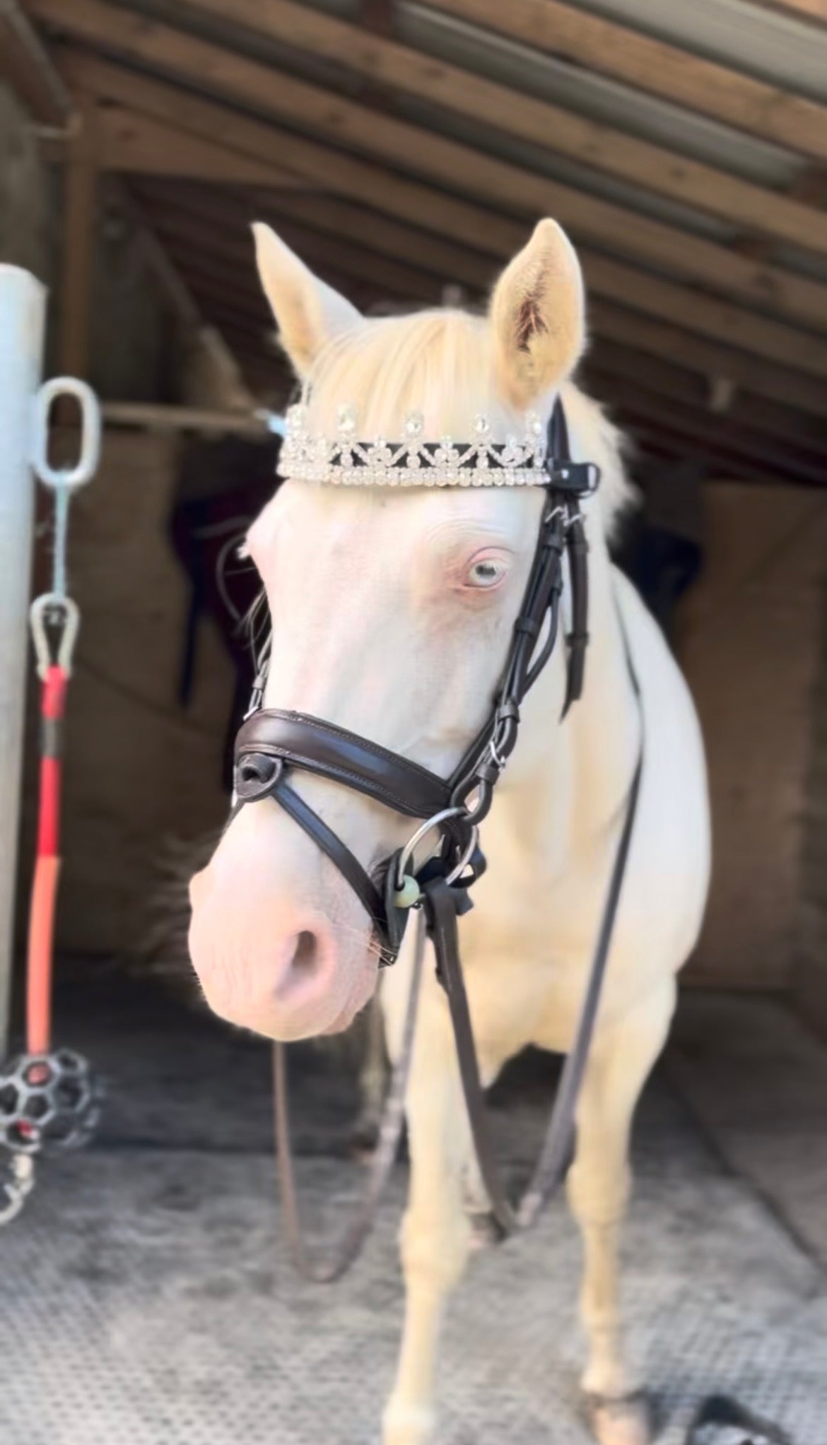 Quel frontal choisir selon la robe de son cheval ? - equipassion-boutique