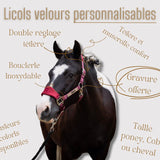 Quel licol choisir pour mon cheval ? Cuir ou nylon ? - equipassion-boutique