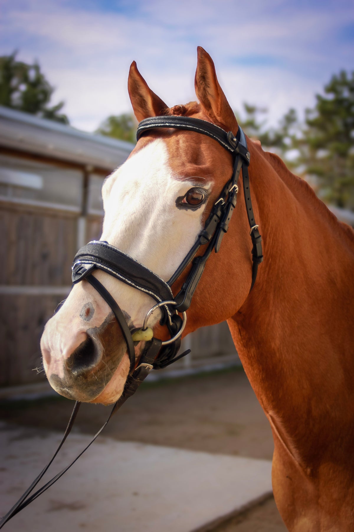 Quelle taille de filet choisir pour son cheval : poney, cob ou full ? - equipassion-boutique