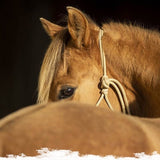 Zoom sur le licol éthologique - equipassion-boutique