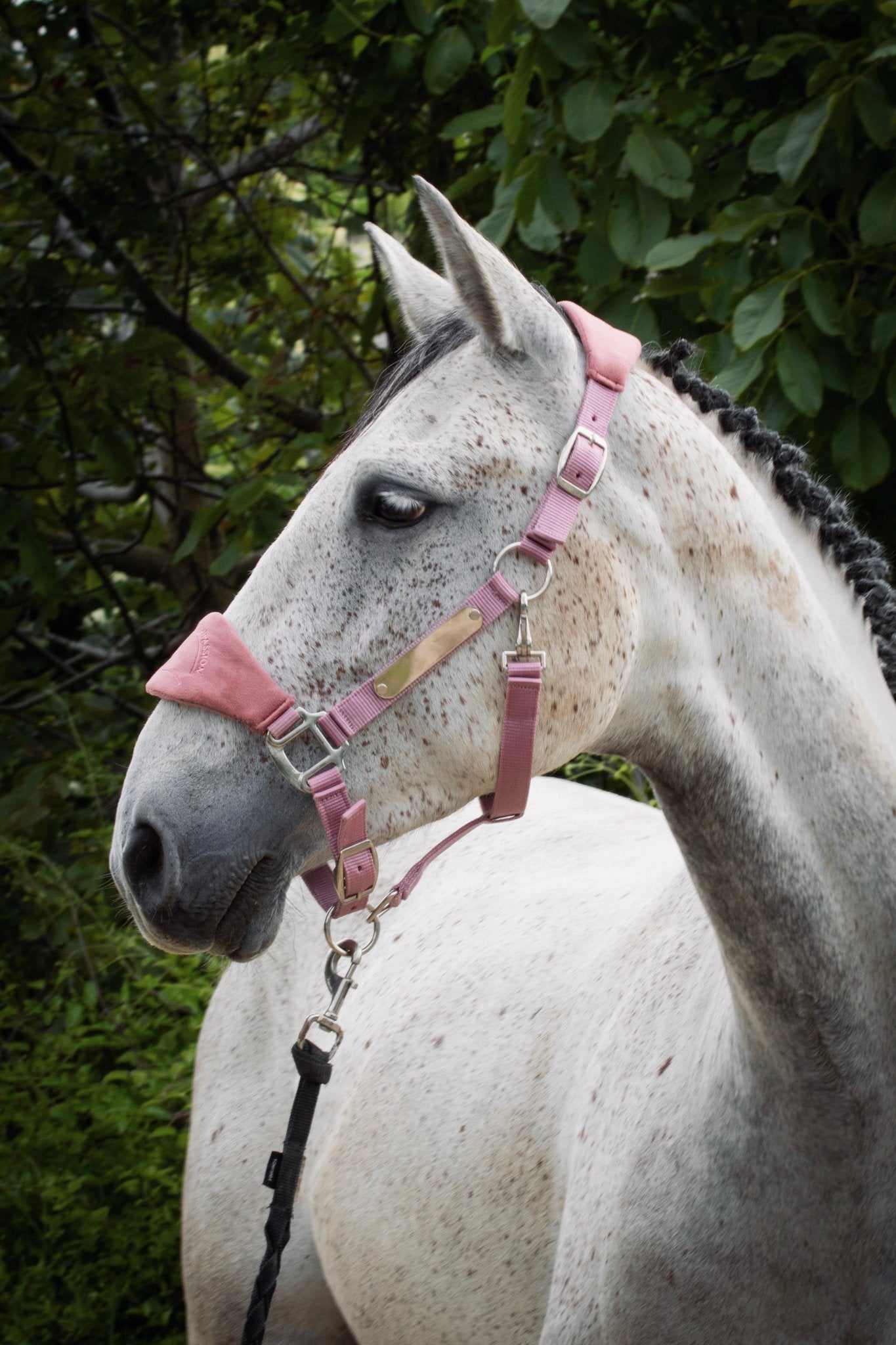 GRAVURE - Licol velours rose pâle - equipassion - boutique