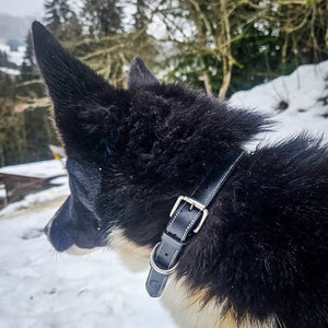 Collier pour chien cuir noir