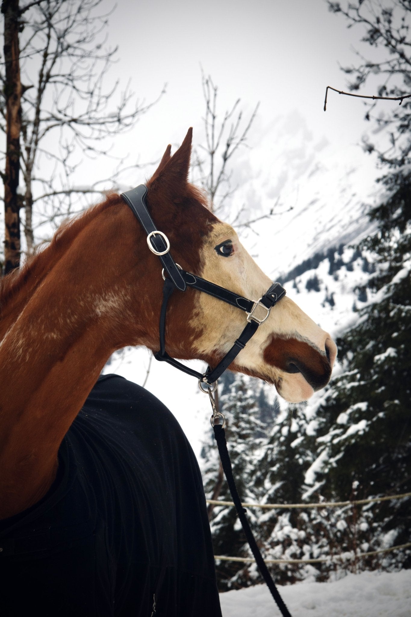 Licol cuir noir cheval élégance - equipassion - boutique