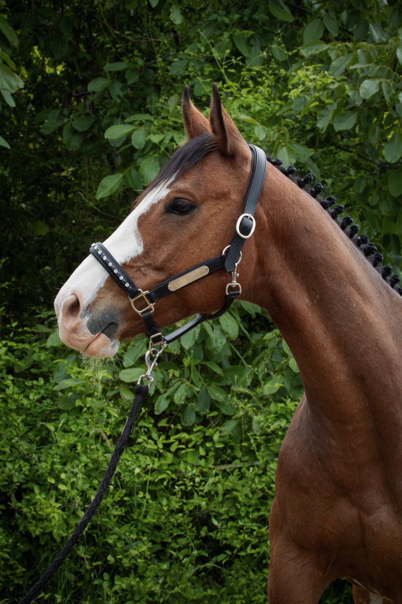 Licol cuir et strass noir cheval - equipassion - boutique