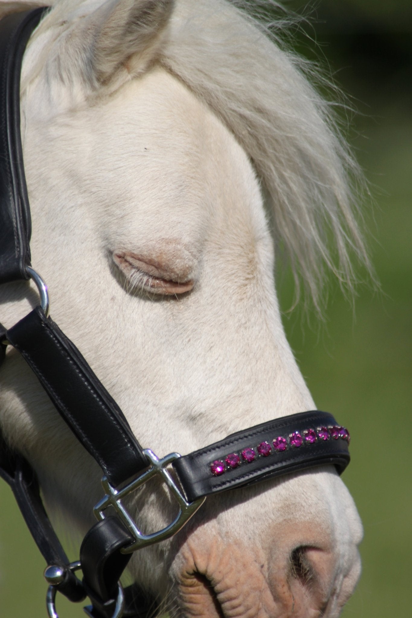 Licol cuir et strass noir poney / shetland - equipassion - boutique