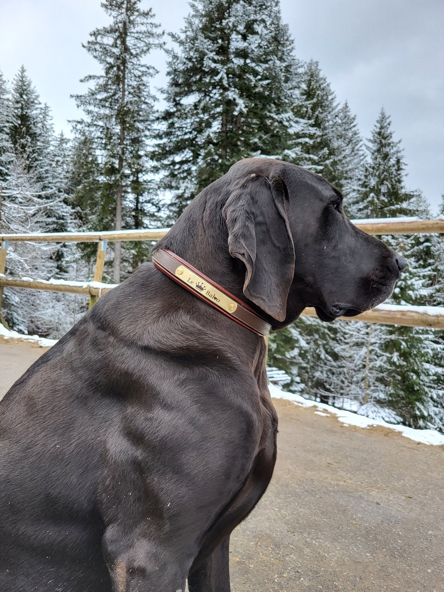 Collier pour chien cuir noir - equipassion - boutique