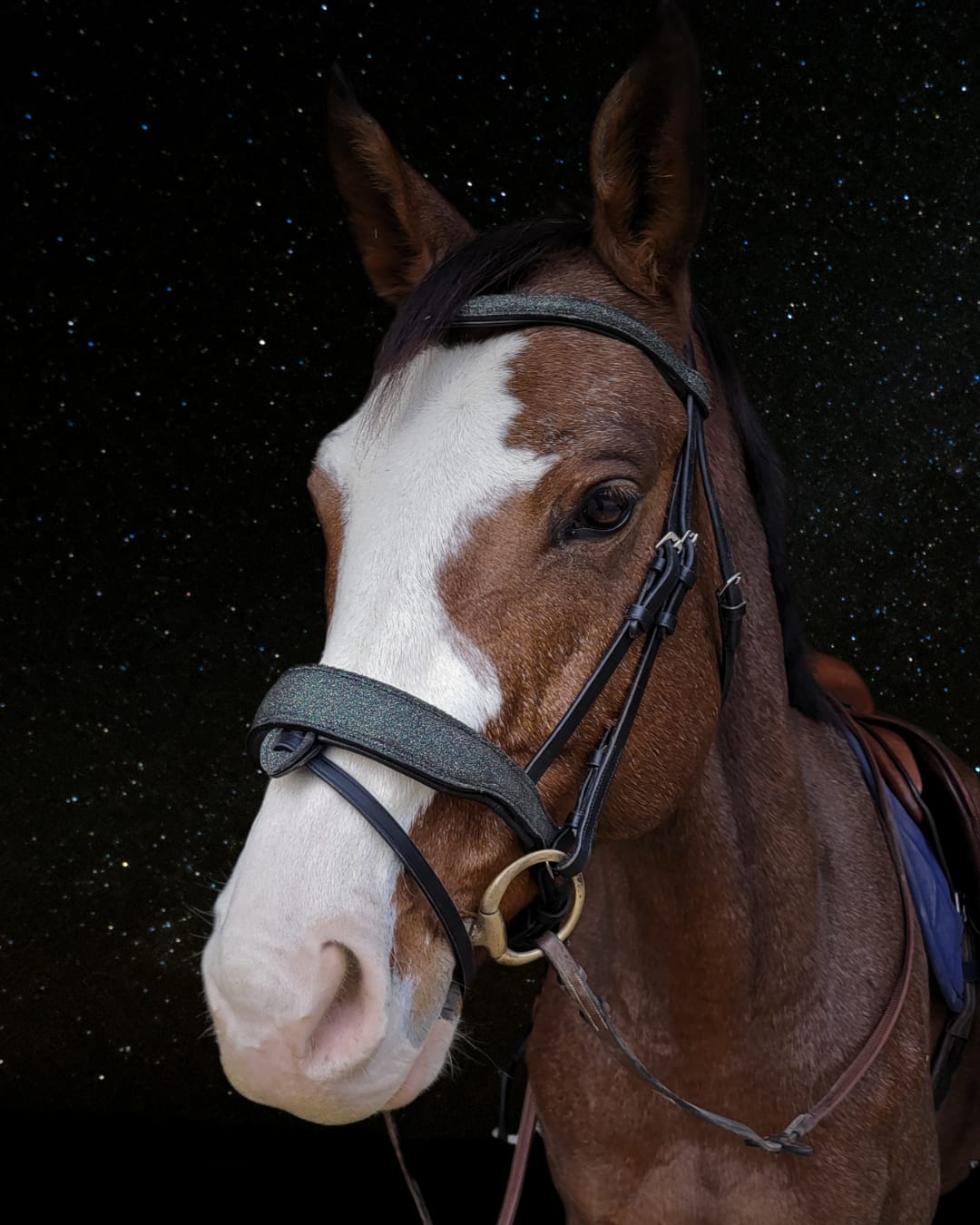 Filet anatomique en cuir Universe - brillant - equipassion - boutique