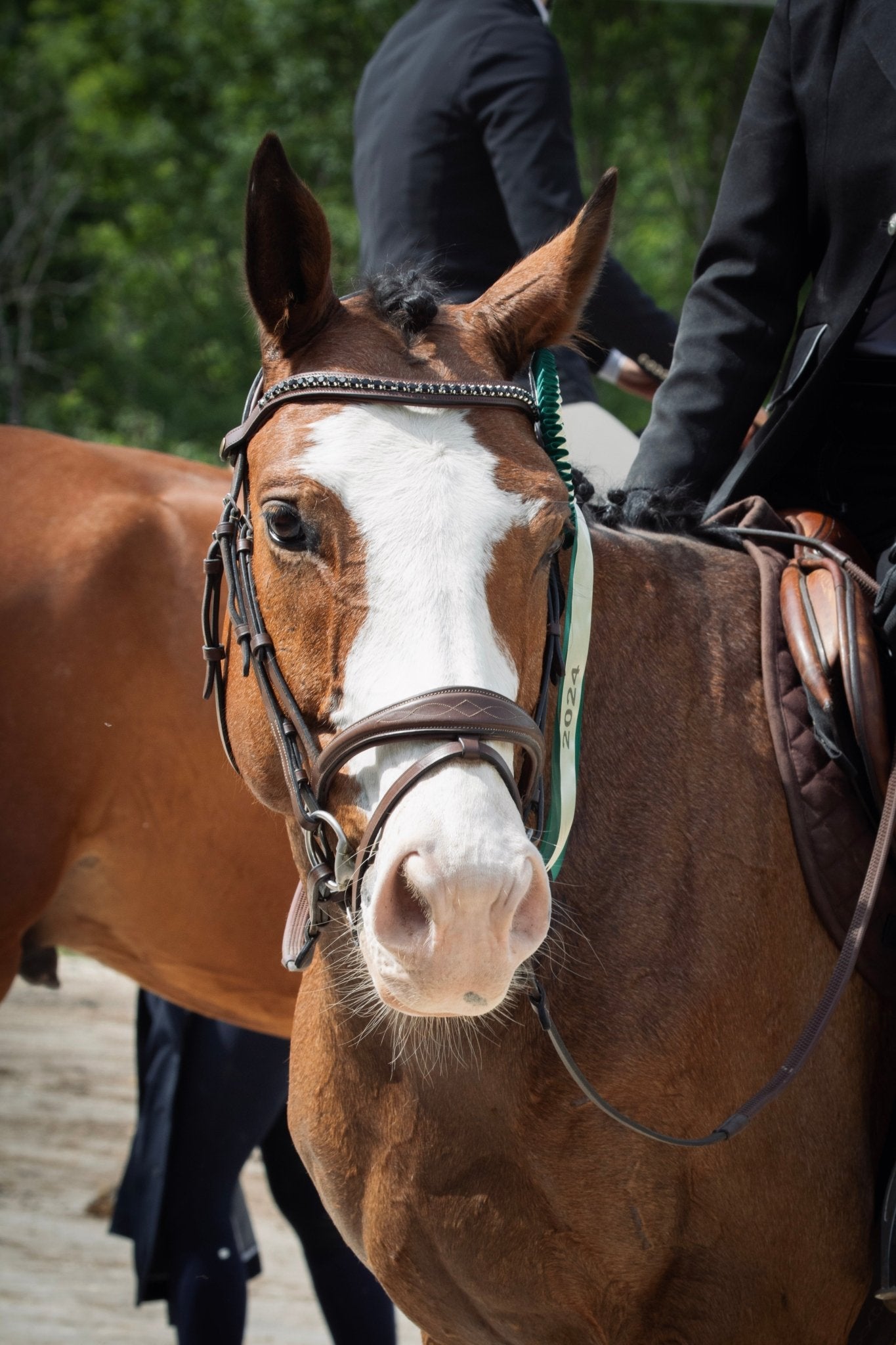 Filet cuir noisette - Élégance et confort - equipassion - boutique