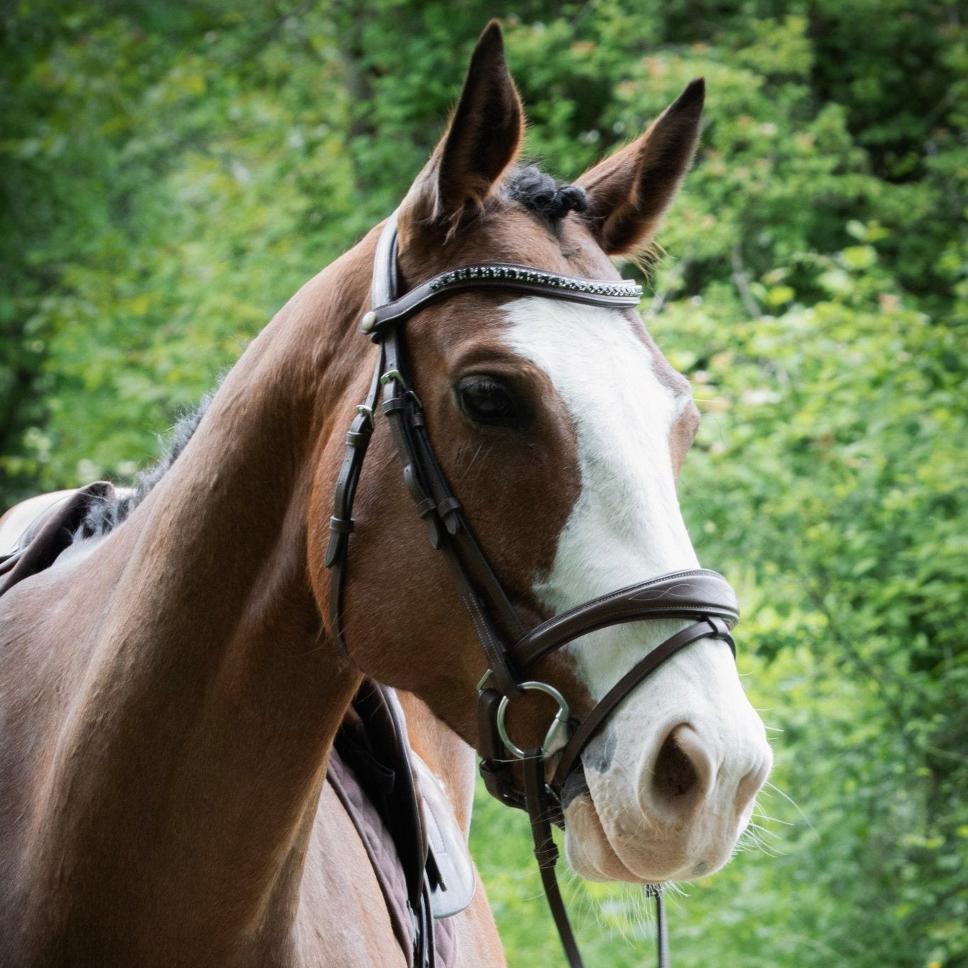 Filet cuir noisette - Élégance et confort - equipassion - boutique
