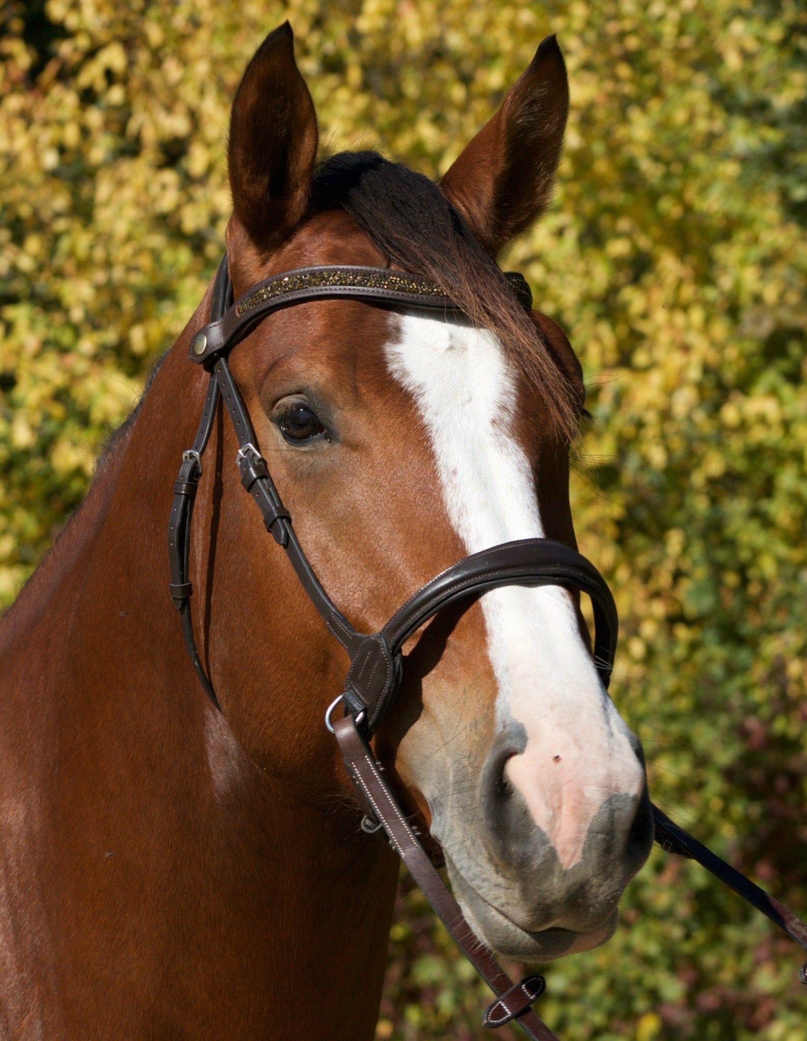 Frontal Brillanti II - Frontal cheval strass large - equipassion - boutique