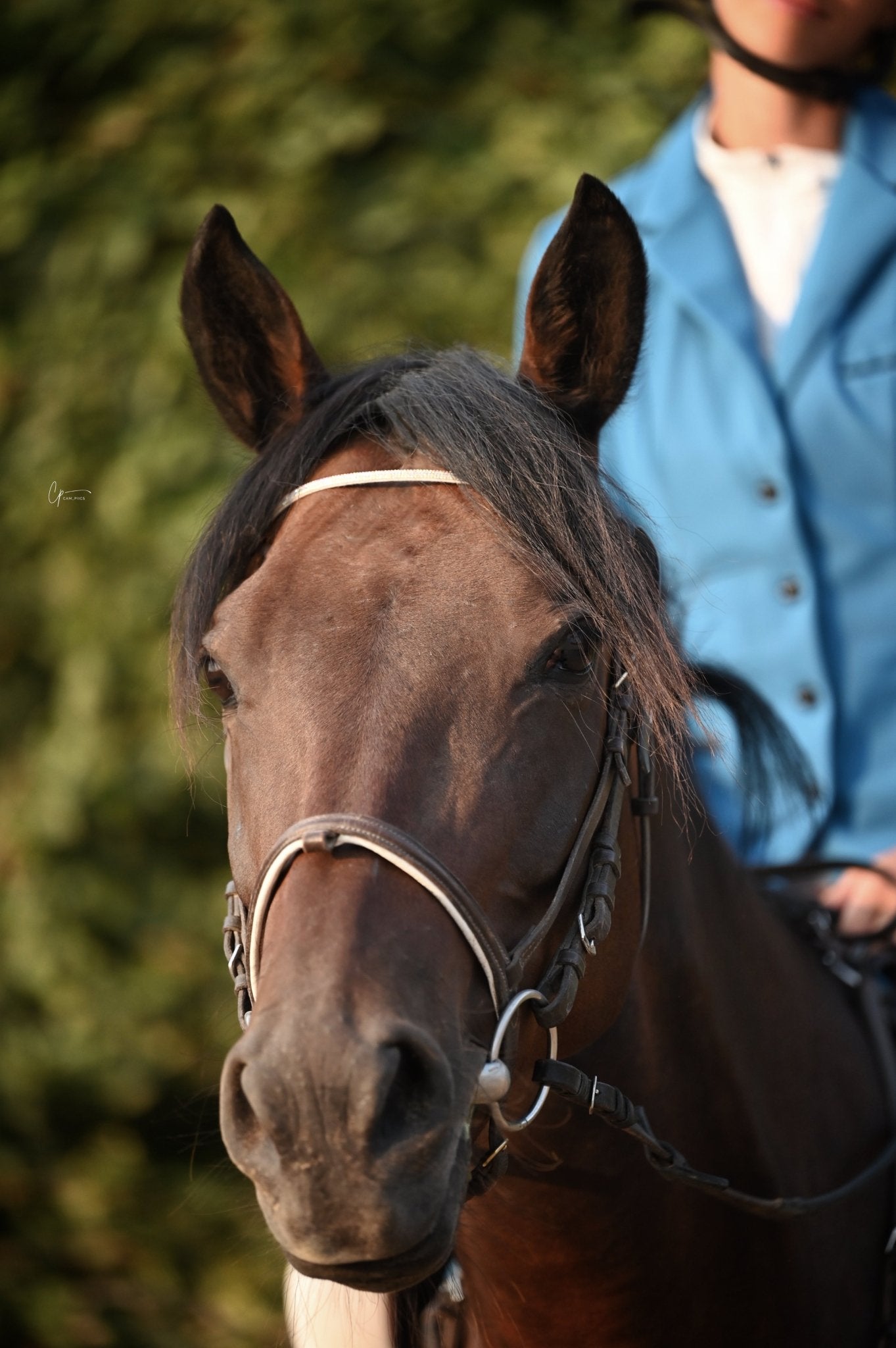 Frontal Brillanti III - Frontal cheval strass extra fin - equipassion-boutique