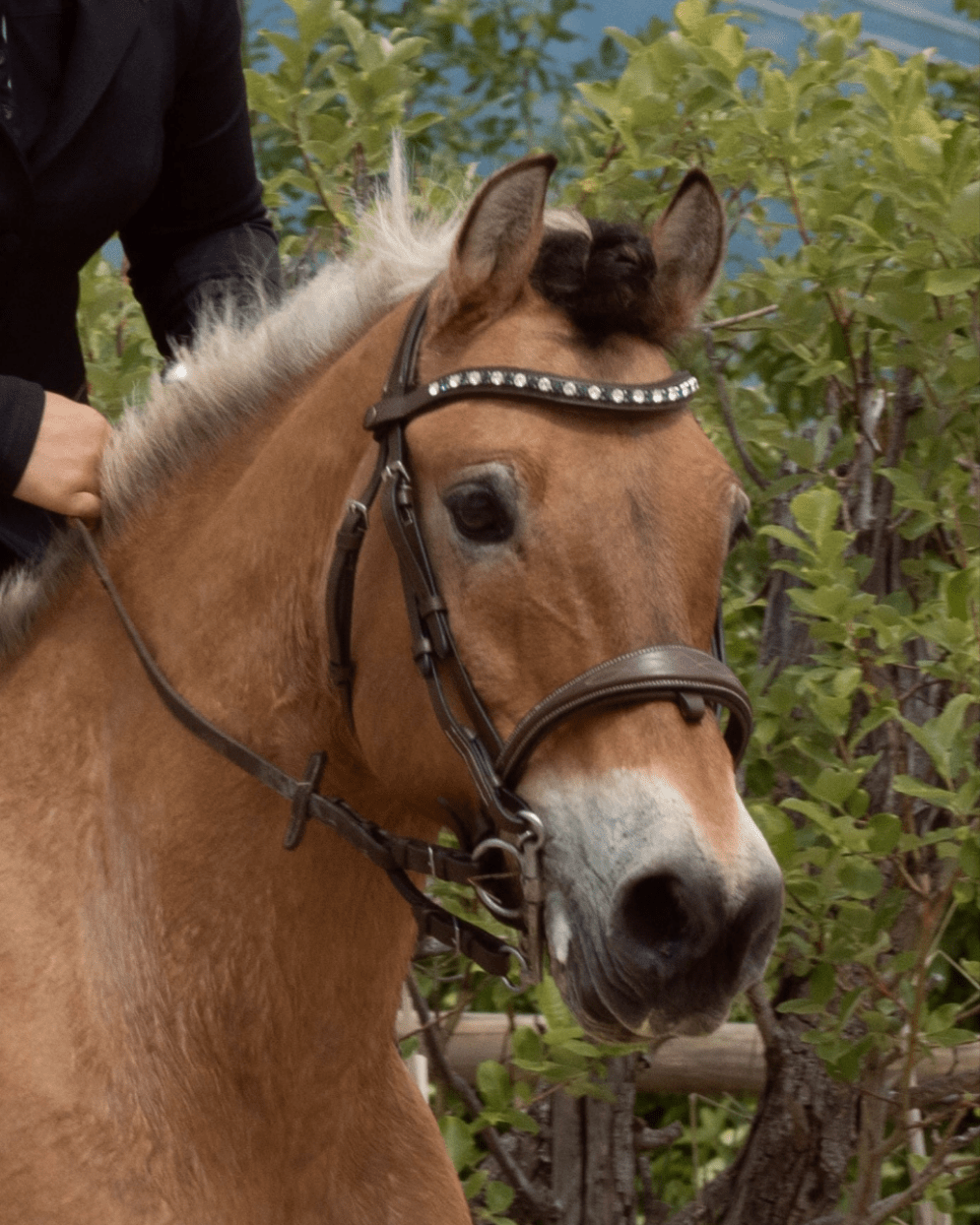 Frontal clips incurvé en cristal personnalisable plusieurs couleurs - equipassion - boutique