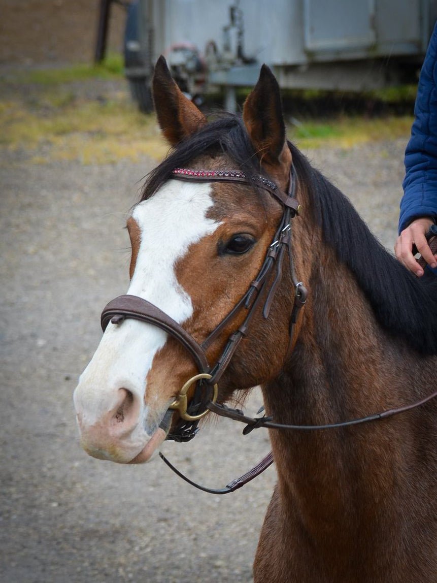 Frontal clips incurvé en cristal personnalisable plusieurs couleurs - equipassion - boutique