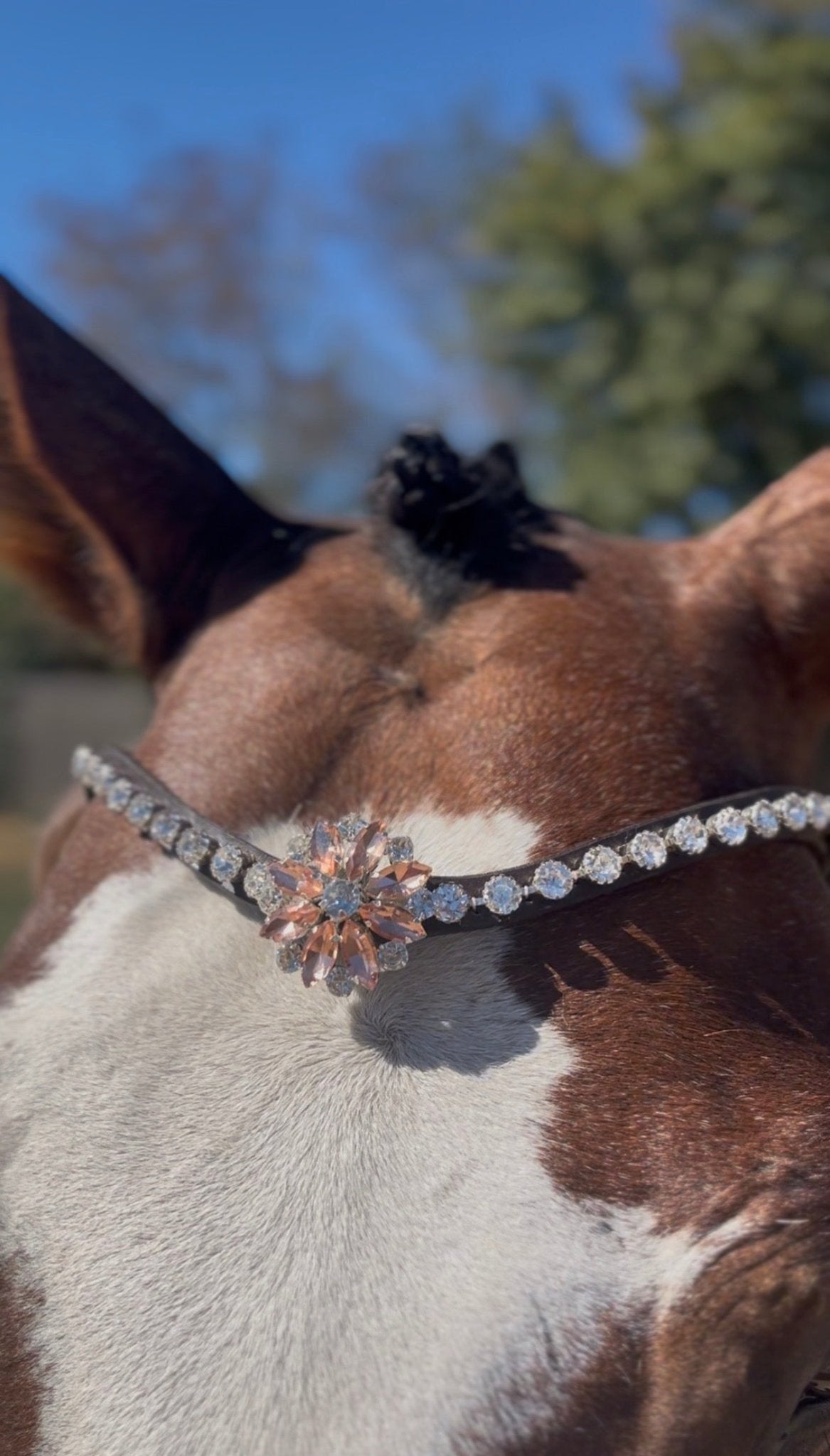 Frontal L'Edelweiss en cristaux Preciosa | Equipassion - equipassion-boutique