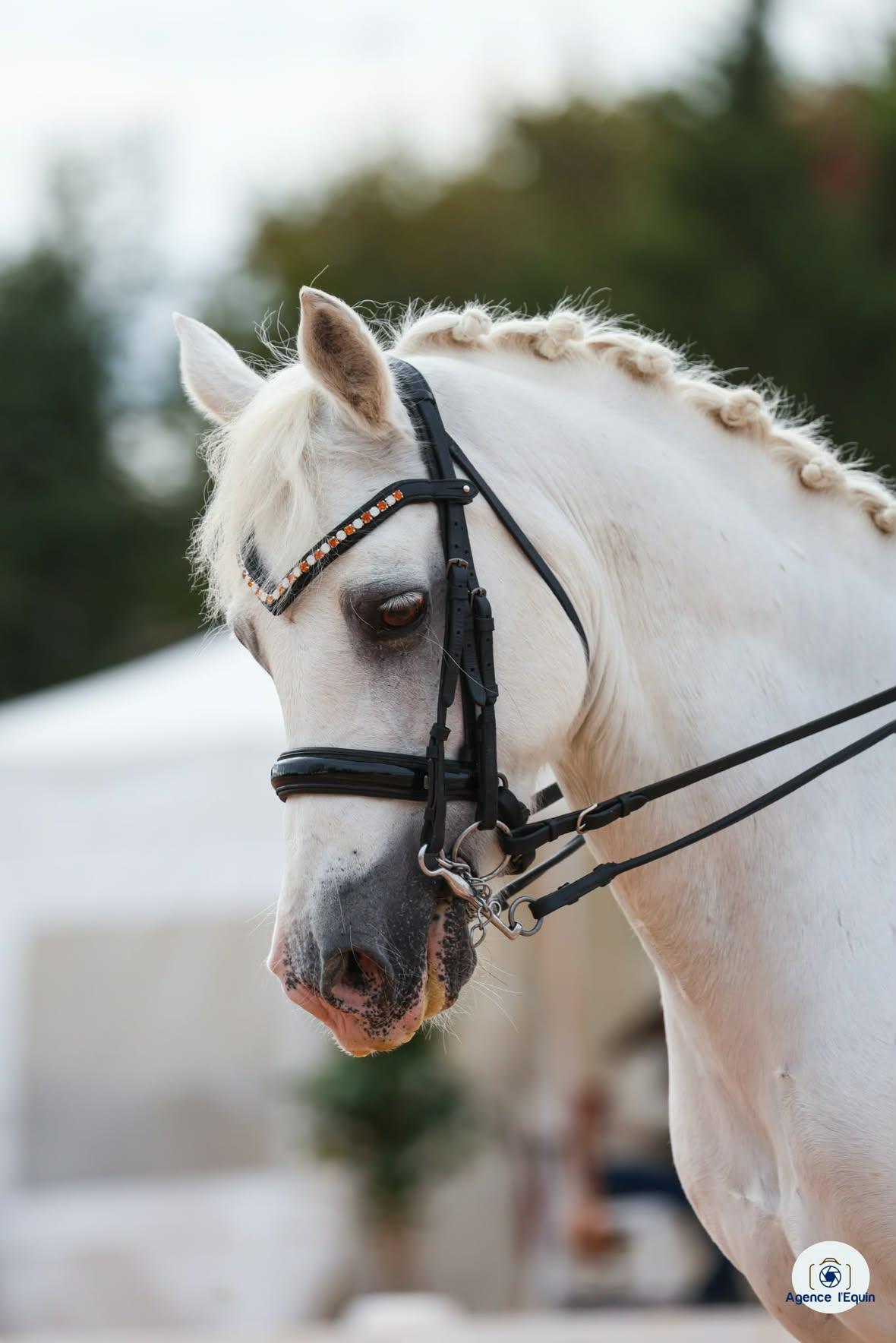 Frontal personnalisable en V cristaux Preciosa – Cuir noir ou noisette | Equipassion - equipassion-boutique