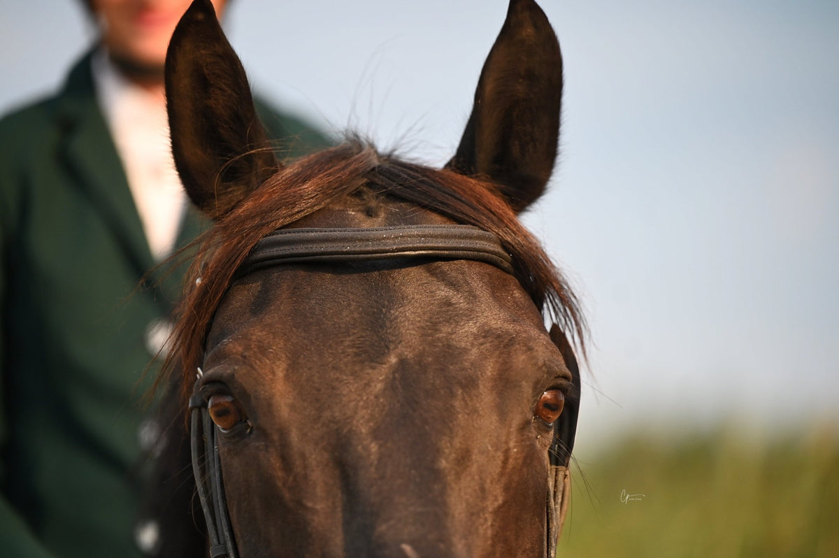 Frontal Universe - Frontal cheval pailleté - equipassion-boutique