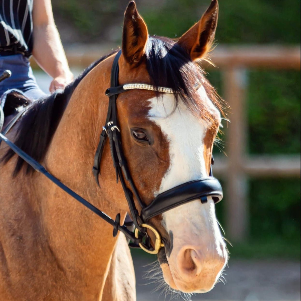 Frontal Pearl - Frontal cheval perles nacrés - equipassion - boutique