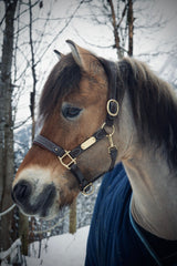 GRAVURE - Licol cuir marron poney - equipassion - boutique