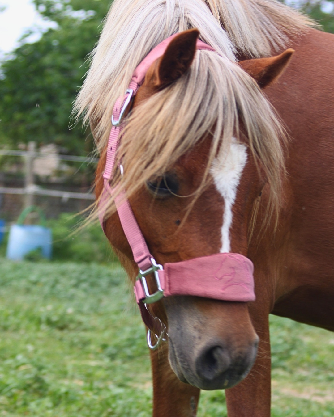 GRAVURE - Licol velours rose pâle - equipassion - boutique