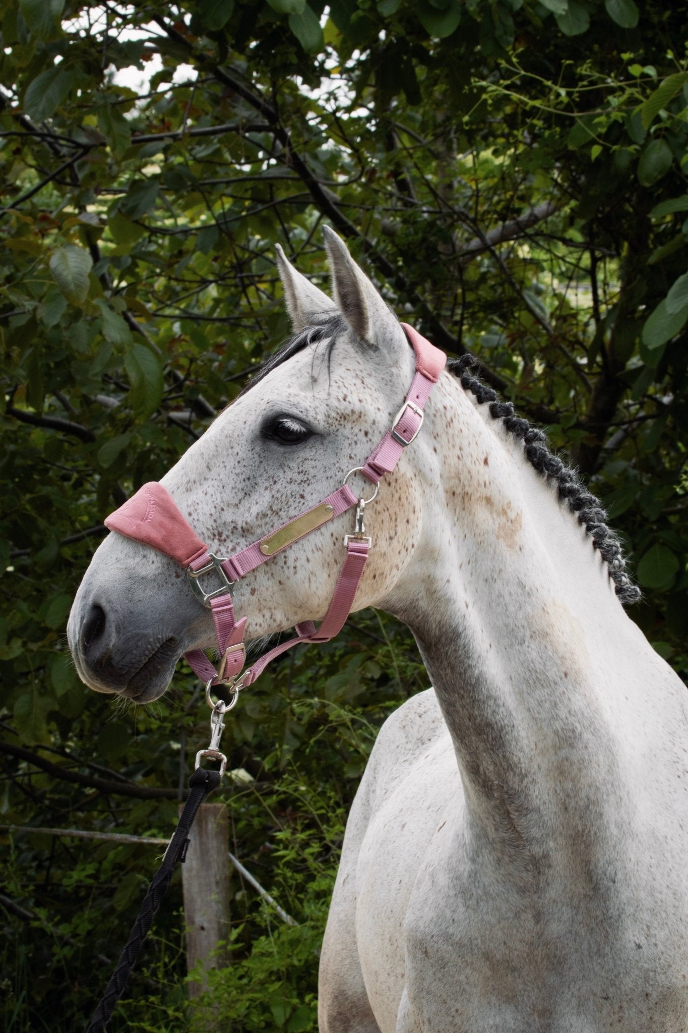 GRAVURE - Licol velours rose pâle - equipassion - boutique