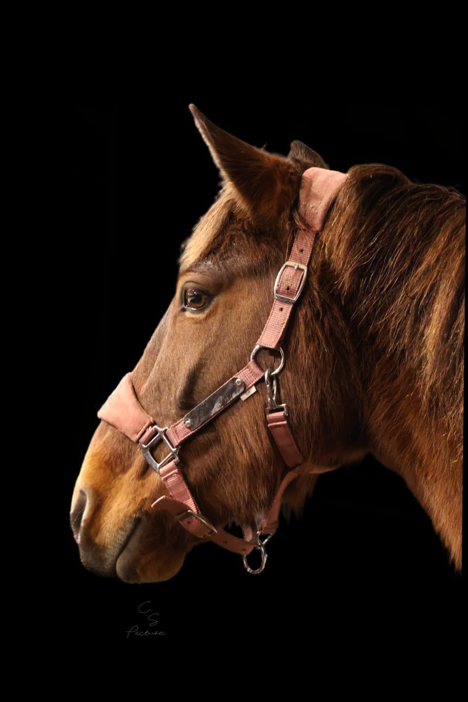 GRAVURE - Licol velours rose pâle - equipassion - boutique