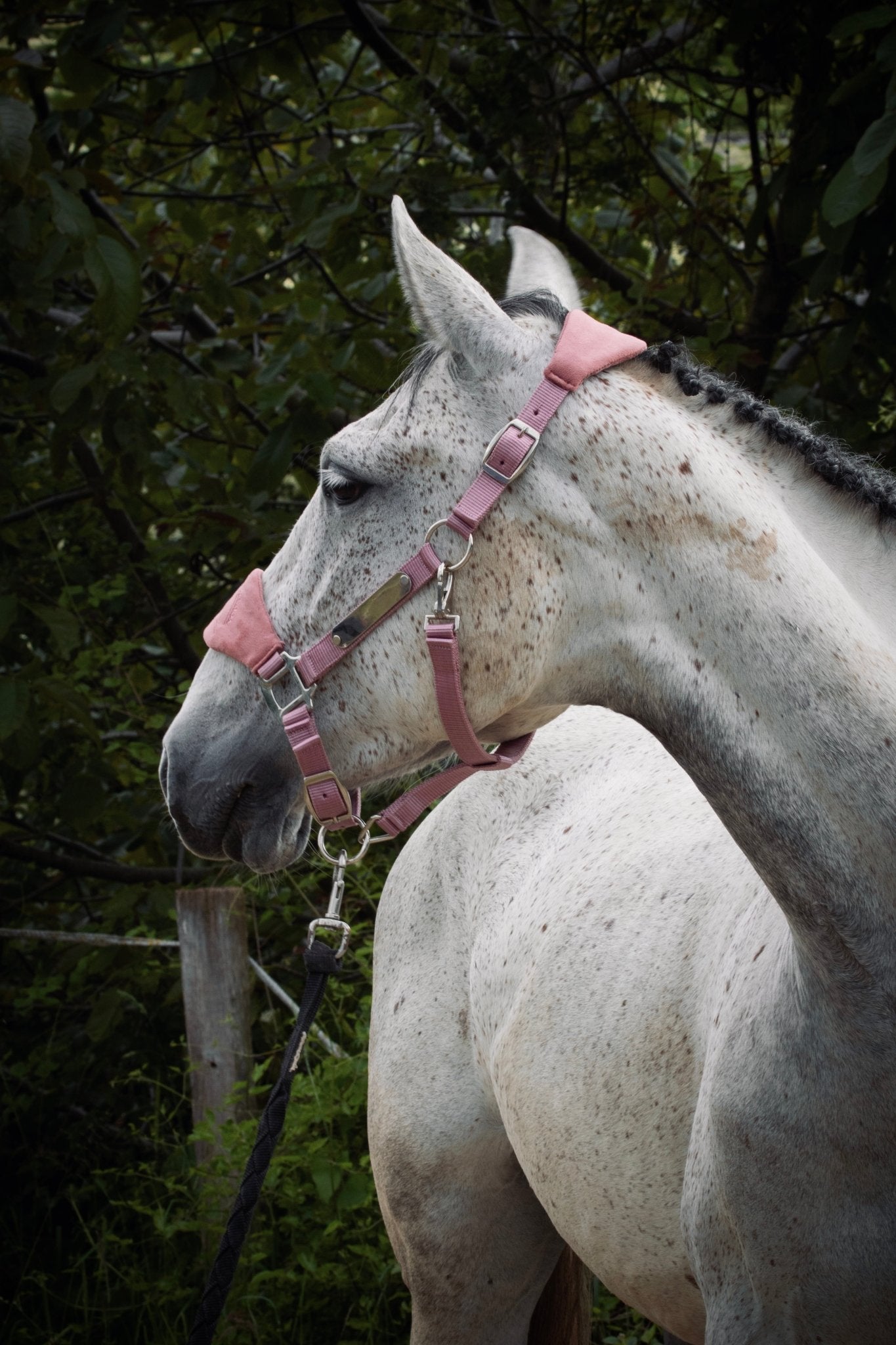 GRAVURE - Licol velours rose pâle - equipassion - boutique