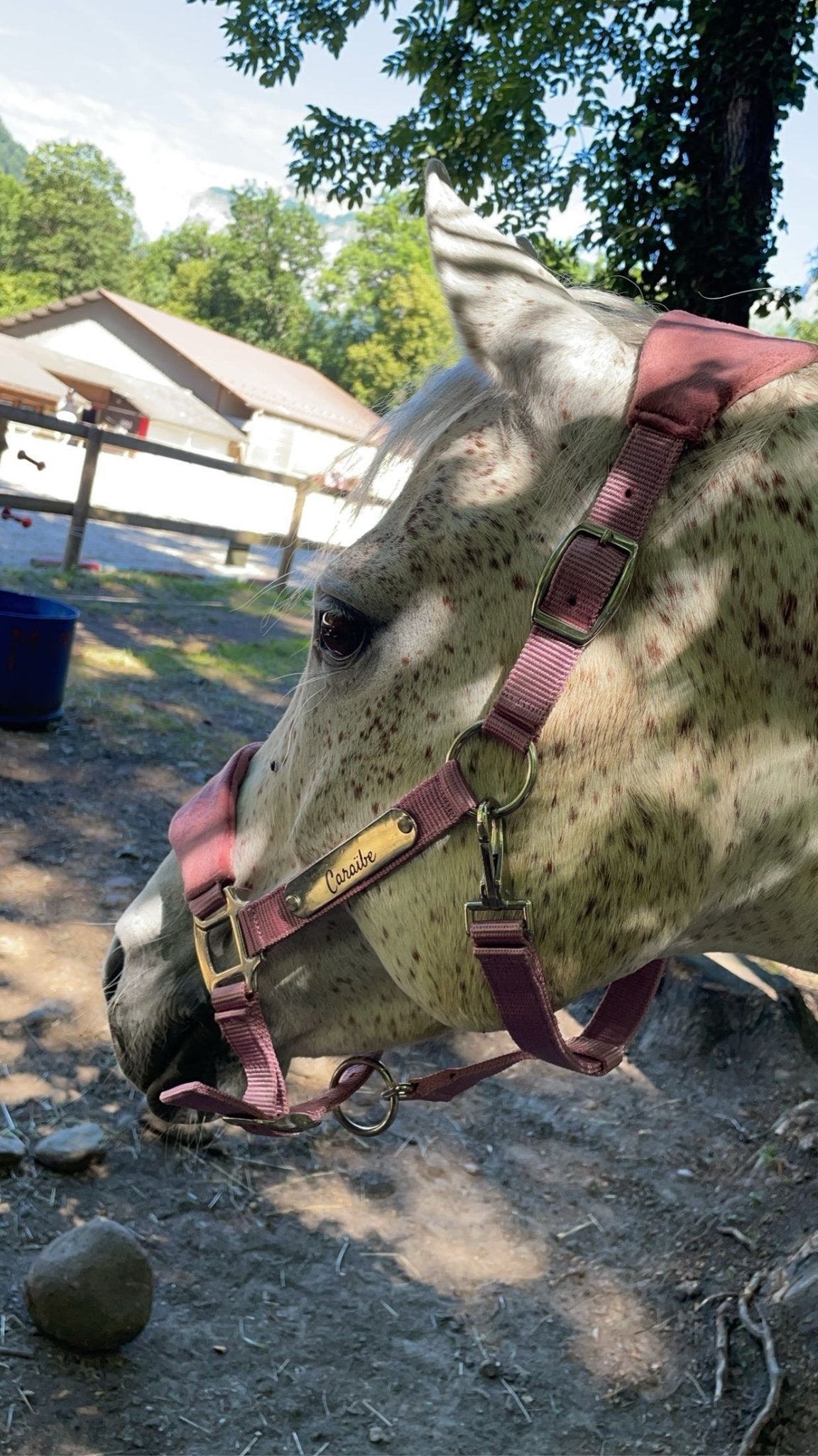 GRAVURE - Licol velours rose pâle - equipassion - boutique