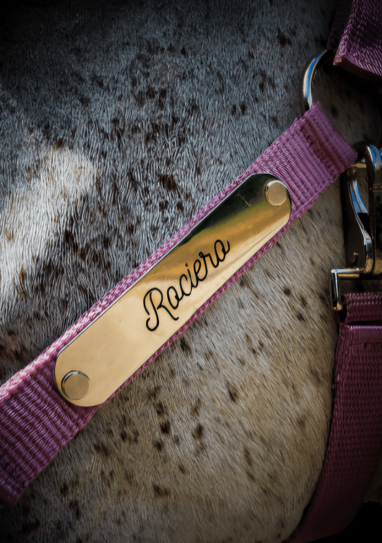 GRAVURE - Licol velours rose pâle - equipassion - boutique