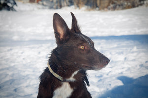 Collier pour chien cuir marron