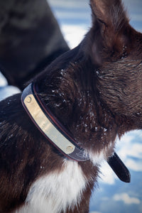 Collier pour chien cuir marron