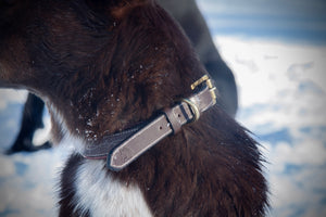 Collier pour chien cuir marron