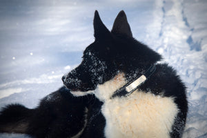 Collier pour chien cuir noir