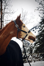 Charger l&#39;image dans la galerie, Licol cuir noir cheval
