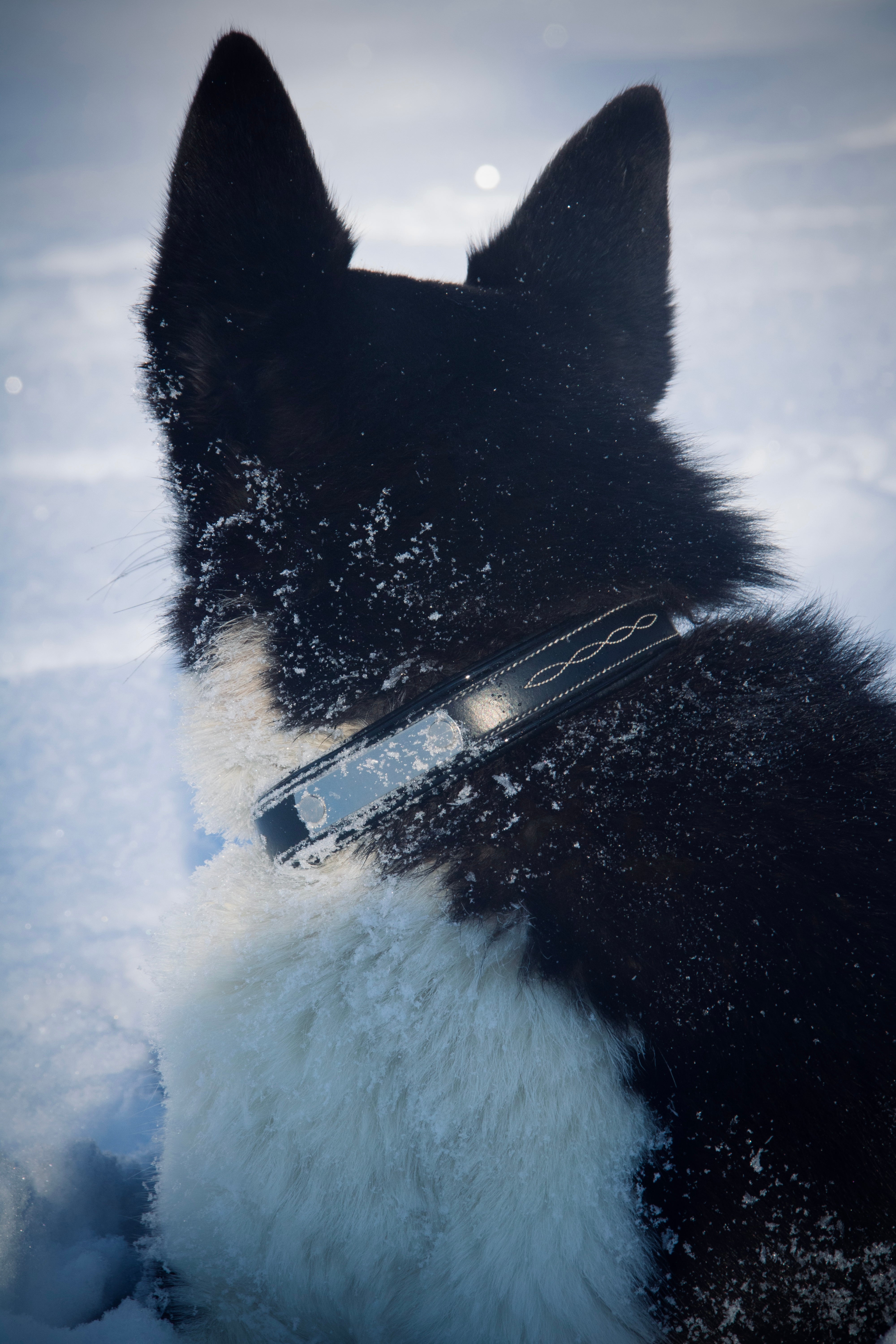 Collier pour chien cuir noir