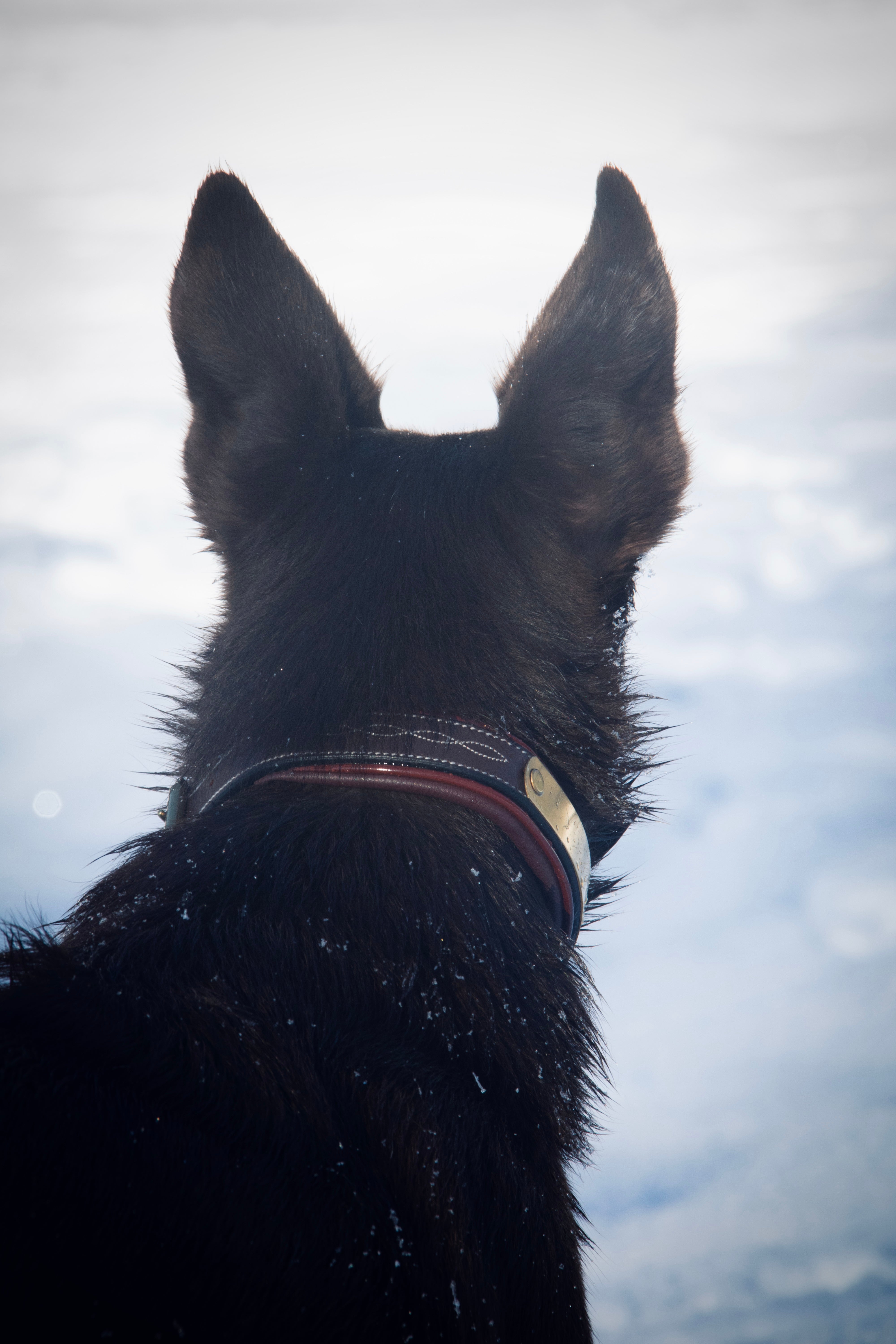 Collier pour chien cuir marron