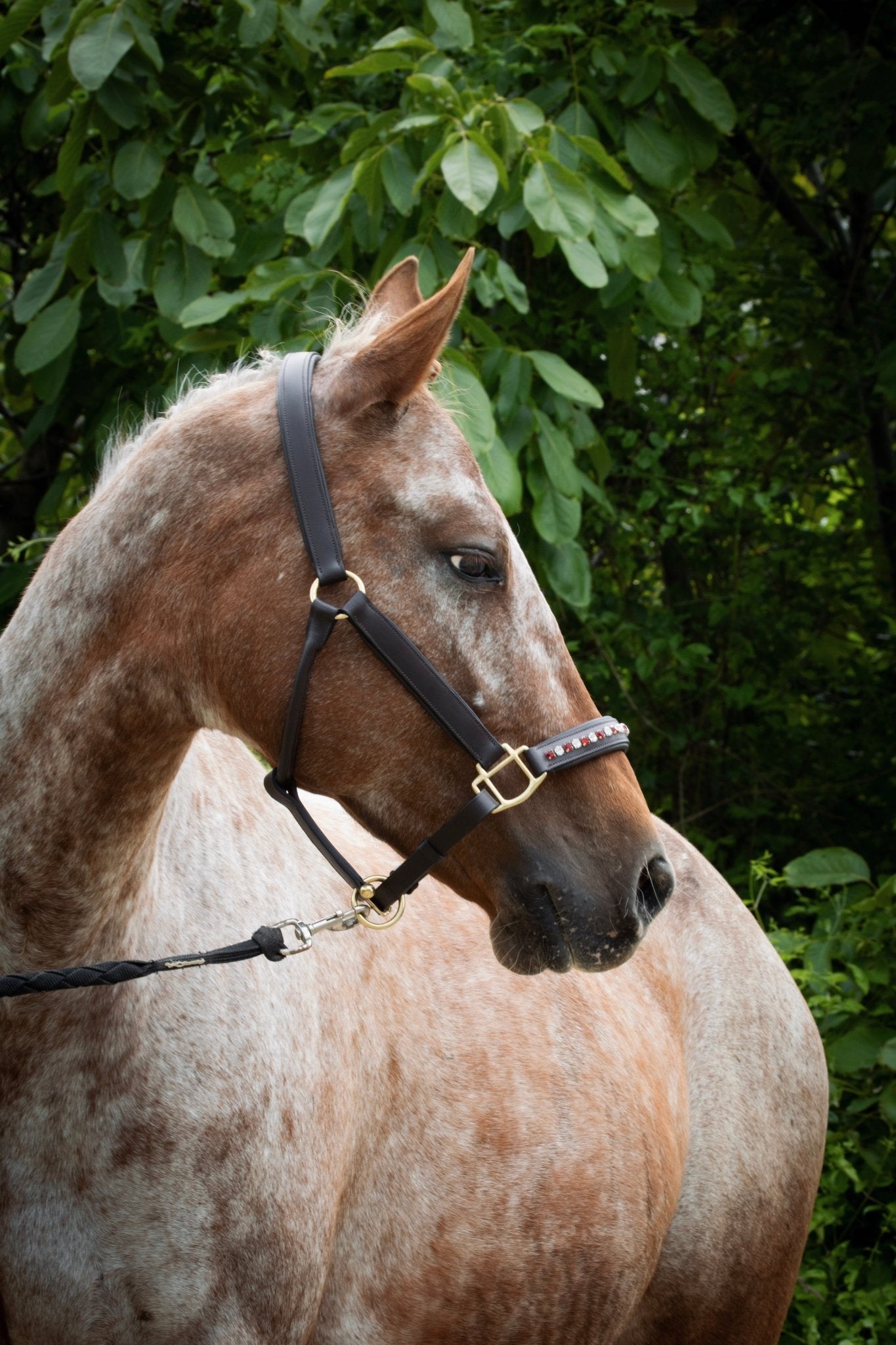 Licol cuir et strass marron cheval - equipassion - boutique