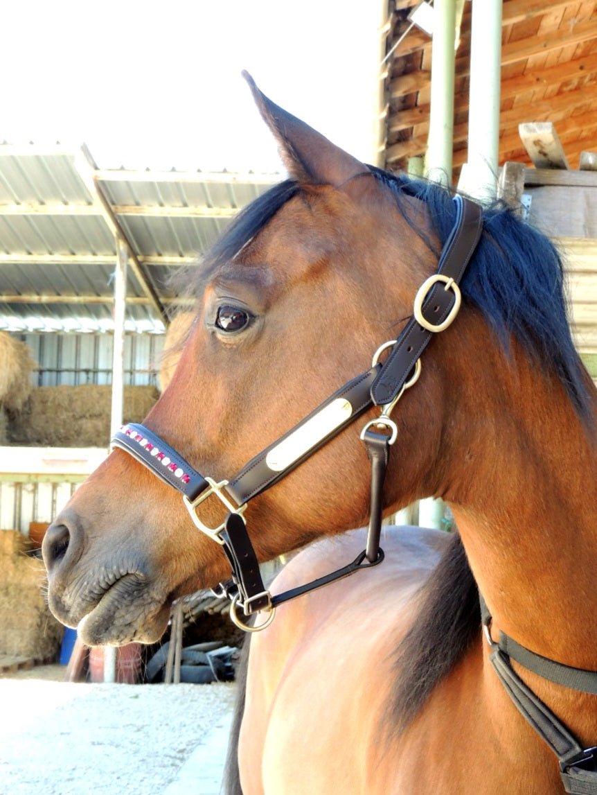 Licol cuir et strass marron cheval - equipassion - boutique